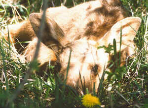 Moose Calf