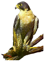 Peregrine Falcon