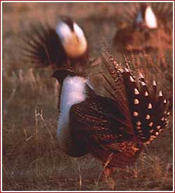 Sage Grouse