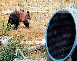 Chance of a lifetime: A grizzly makes tracks for bear country after being released from a culvert trap.